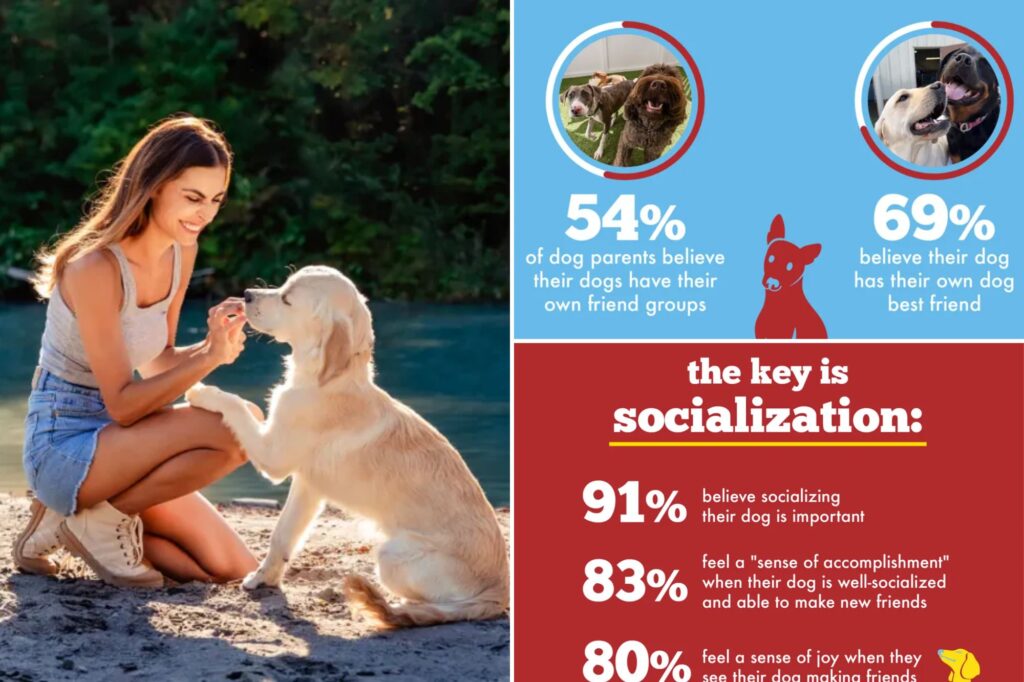 Is your dog more social than you? The survey says yes