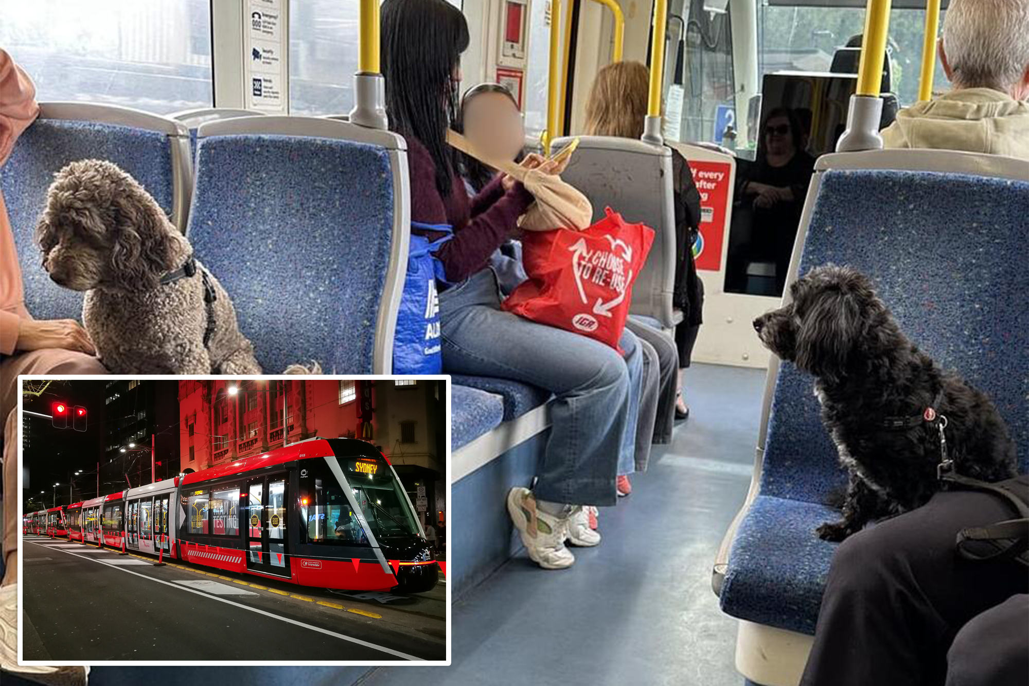 Viral photo of dogs on public traffic Debate: "People must respect public spaces"