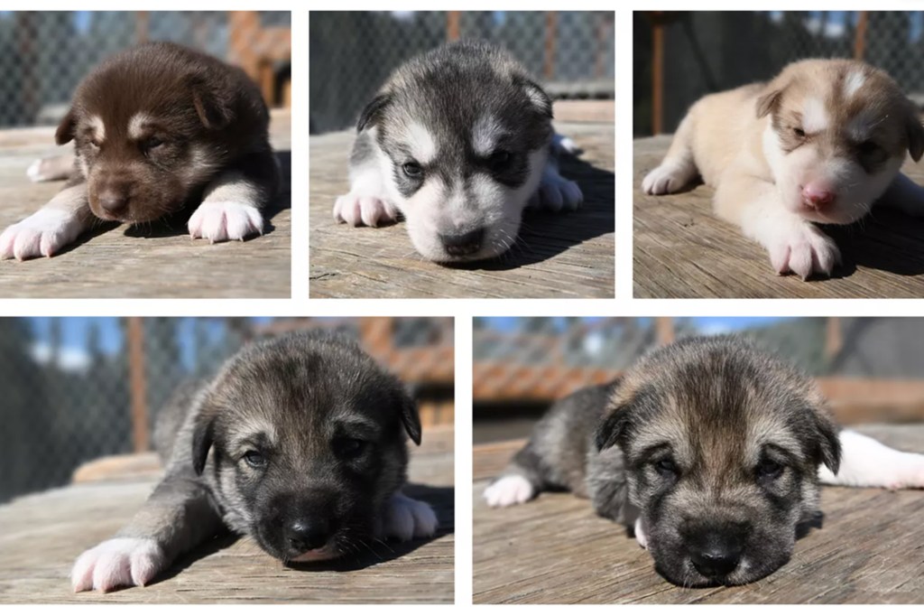 The puppies of almost three weeks. Left to right, from top to bottom: Squall (f), storm (f), grapel (m), dew (m), fog (m)
